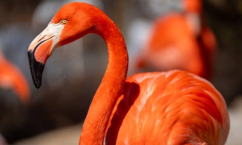 flamingo