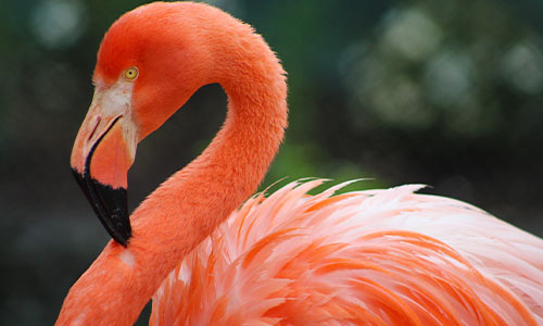 flamingo