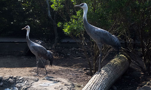 hooded crane
