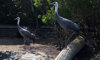 hooded crane