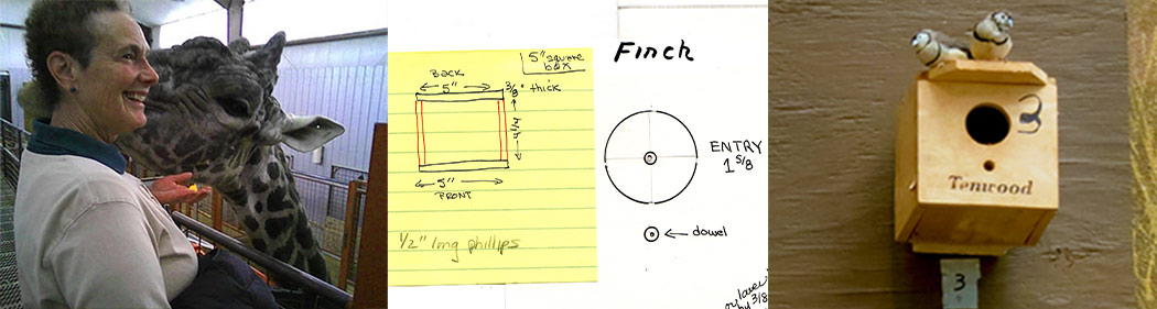 Former volunteer, Louise Felton, and her plans for and finished finch nesting box