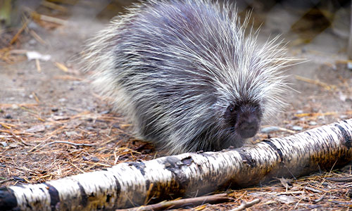 North American porcupine sniffing a log