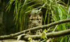 clouded leopard walking among the leaves