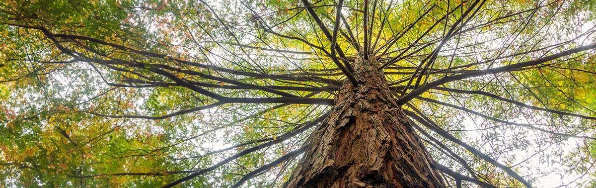 tree canopy