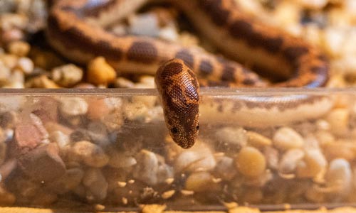Kenyan sand boa