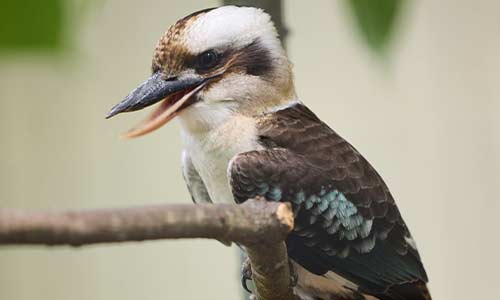 kookaburra