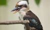 kookaburra