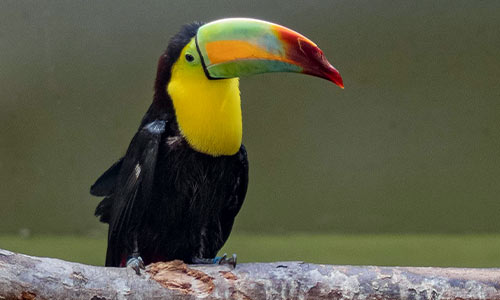 keel-billed toucan