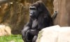 gorilla