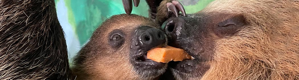 sloth family sharing a treat