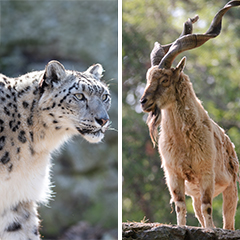 snow leopard and markhor