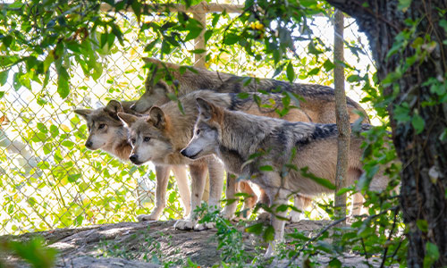pack of wolves