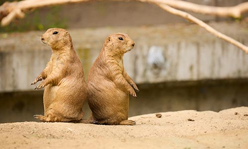 prairie dogs