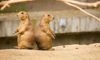 prairie dogs
