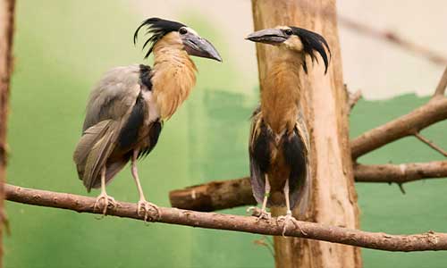 boat-billed heron