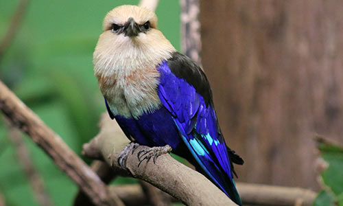 blue-bellied roller
