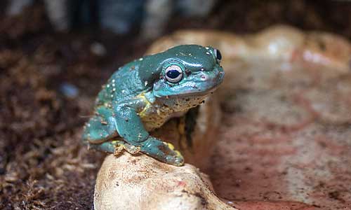 Magnificent Tree Frog | Stone Zoo