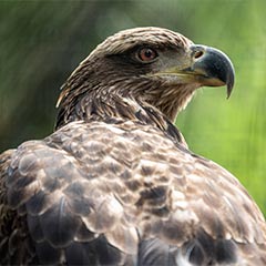 Bald Eagle Grace Box