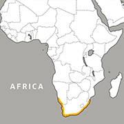 range map of the African penguin