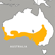 western gray kangaroo range map