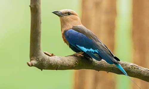 blue-bellied roller