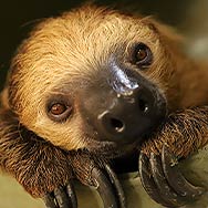 Linne’s Two-toed Sloth