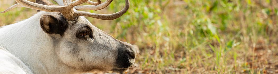 reindeer