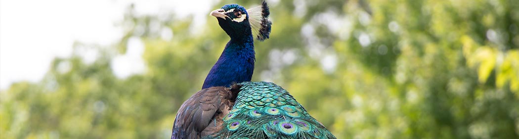 peacock