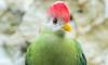red-crested turaco