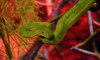 emerald tree boa