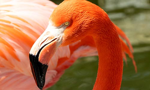 flamingo