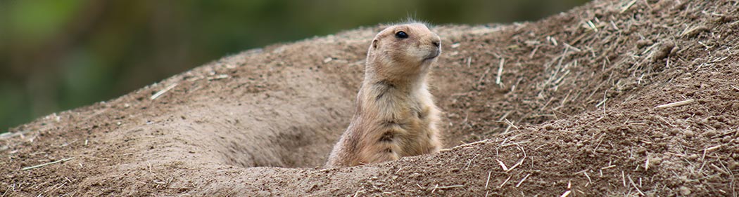 prairie dog popping up from a hole