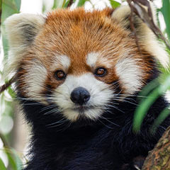red panda
