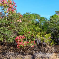 Brazil landscape