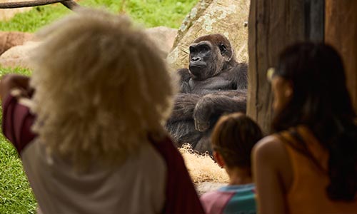 guests watching a gorilla in Gorilla Grove habitat