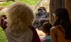 guests watching a gorilla in Gorilla Grove habitat
