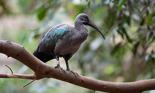 hadada ibis