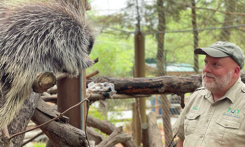 North American porcupine and zookeeper