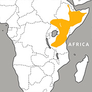 red and yellow barbet range map