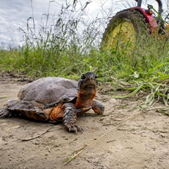 wood turtle by a tractor