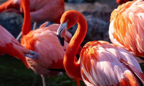 flamingo flock