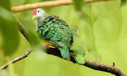beautiful fruit dove
