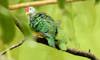 beautiful fruit dove