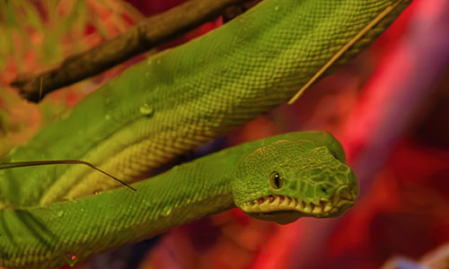 emerald tree boa