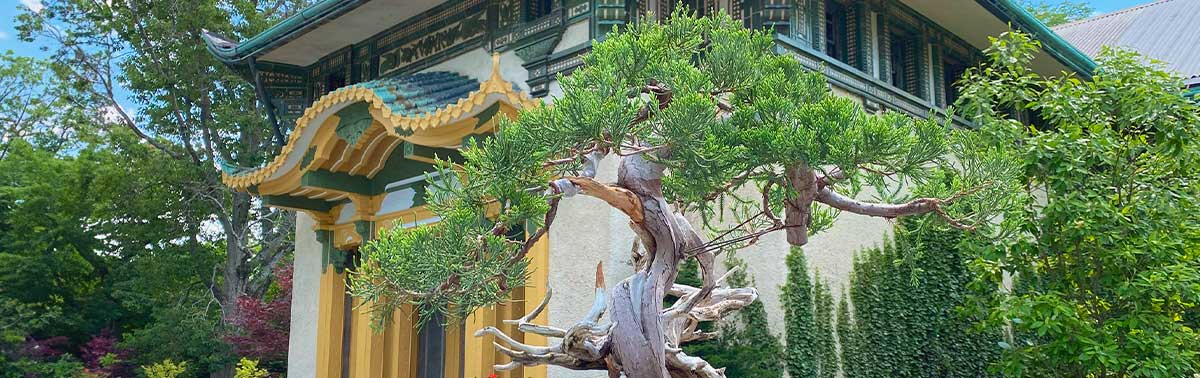 Bonsai plant in front of the Bird's World pavilion
