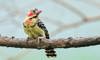 red and yellow barbet