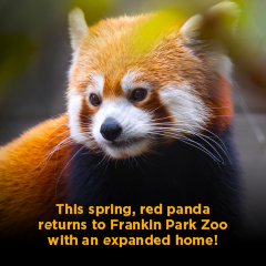 red panda