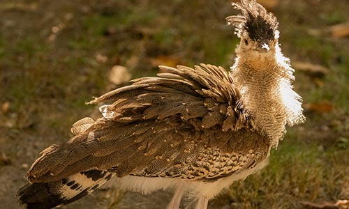 kori bustard