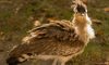 kori bustard