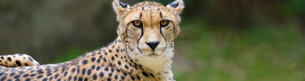 cheetah